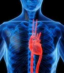 Coenzyme Q10: L'étincelle de vie Coenzyme Q10: L'étincelle de vie