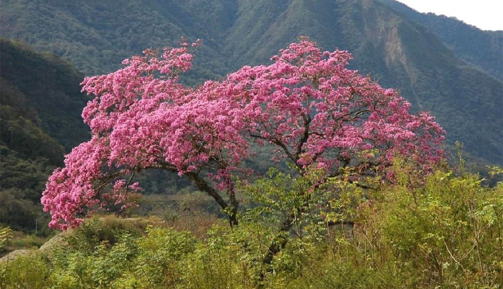 Le lapacho : un arbre qui vous veut du bien - Nutrilife Blog Santé