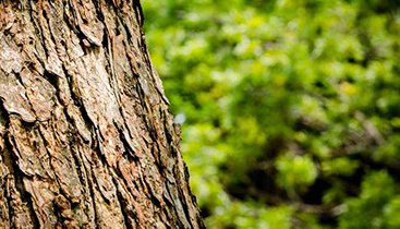PYCNOGENOL : Une ressource botanique miraculeuse de la forêt des Landes PYCNOGENOL : Une ressource botanique miraculeuse de la forêt des Landes
